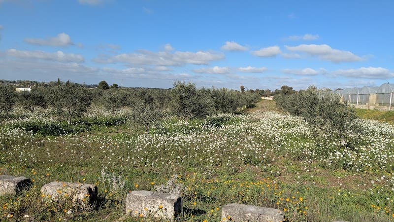 Immagine di Azienda Agricola Masseria Bianca a Corigliano D'otranto, Puglia