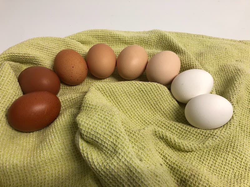 Immagine di Azienda agricola biologica Il Bosco dei Sabini a Roccantica, Lazio