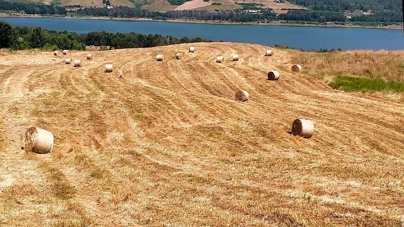 Immagine di Azienda Agricola D'Antuono Agri a Guardialfiera, Molise
