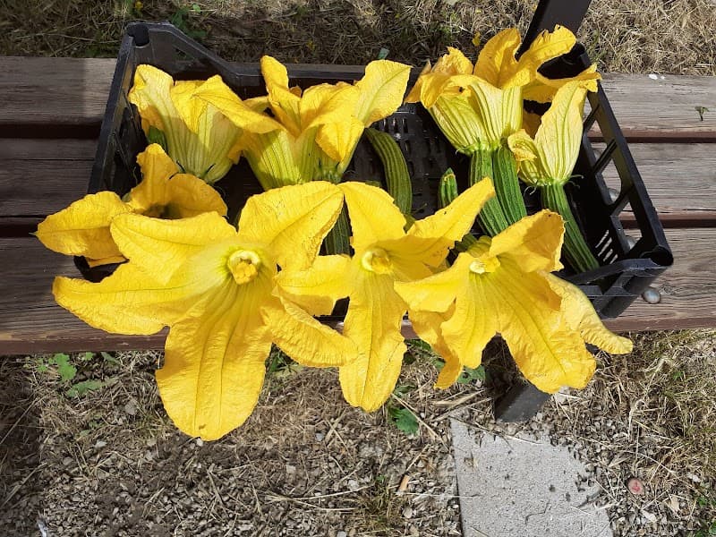 Immagine di ORTAGGI vendita diretta Firenze a Firenze, Toscana