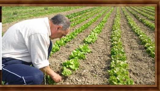 Immagine di Azienda Agricola Biologica Gelmino Guglielmetti a Caldiero, Veneto