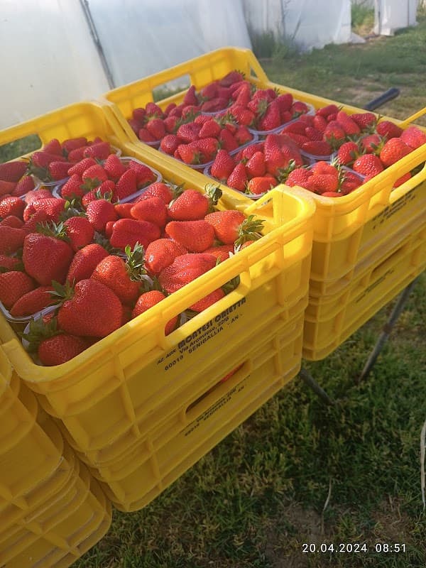 Immagine di Azienda Agricola Montesi Orietta a Senigallia, Marche