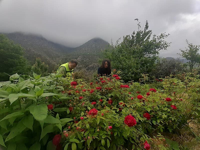 Immagine di La tabacca a Genova, Liguria