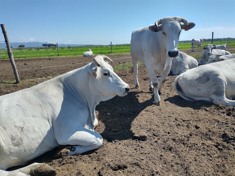 Immagine di Az. Agricola Mecherini Fosco - Carne, frutta e verdura a Bibbona, Toscana