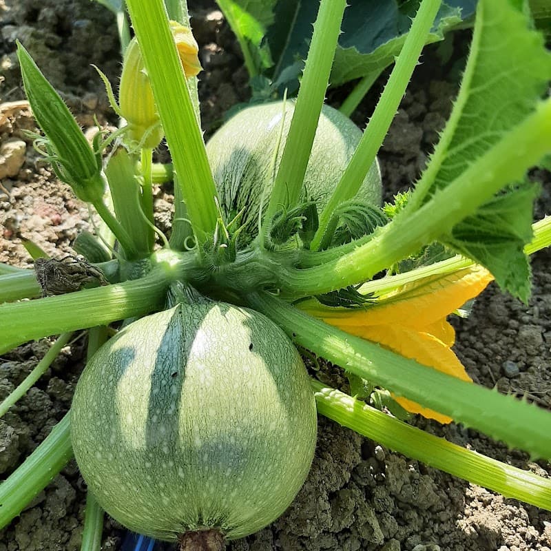Immagine di Rivivo in Toscana Az.Agricola a Ponteginori, Toscana