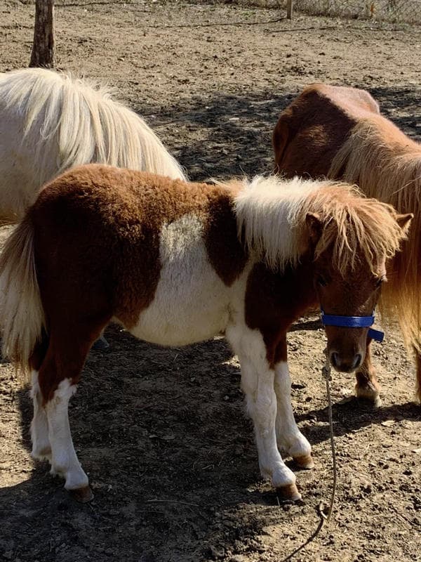 Immagine di Fattoria di Gea a Cerbaia, Toscana
