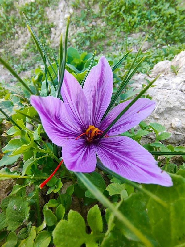 Immagine di Azienda Agricola Le Nuove Terre a Staffolo, Marche