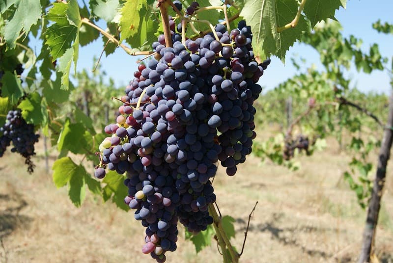 Immagine di AZIENDA AGRICOLA BIOLOGICA TORRE BIANCA AGRITURISMO a San Casciano in Val di Pesa, Toscana