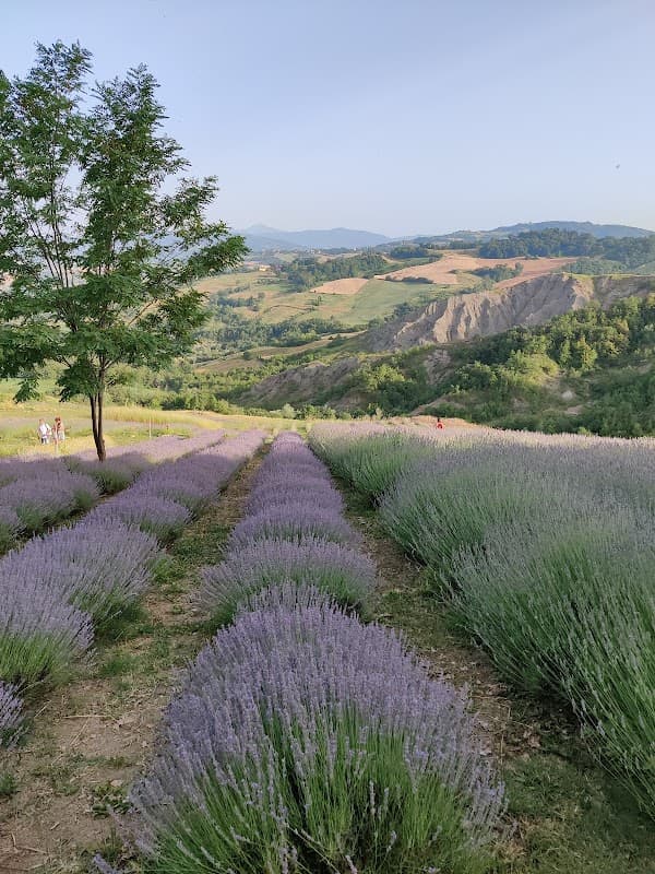 Immagine di Azienda Agricola "Le Erbe dei Calanchi" a Casale, Emilia-Romagna