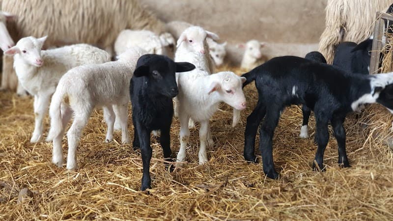 Immagine di Fattoria Didattica Su Cuile a Località Macchiareddu-Grogastu I, Sardegna