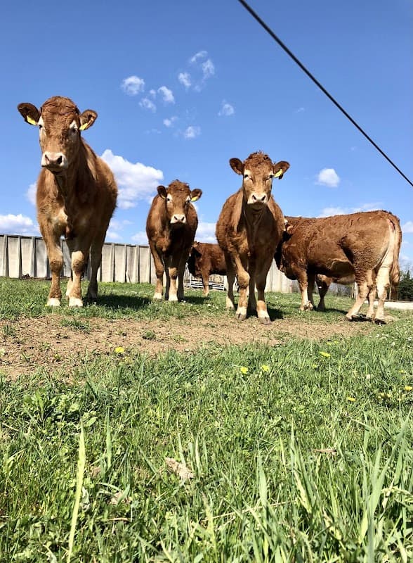 Immagine di Azienda Agricola Zanchetta Matteo a Pasian di Prato, Friuli-Venezia Giulia