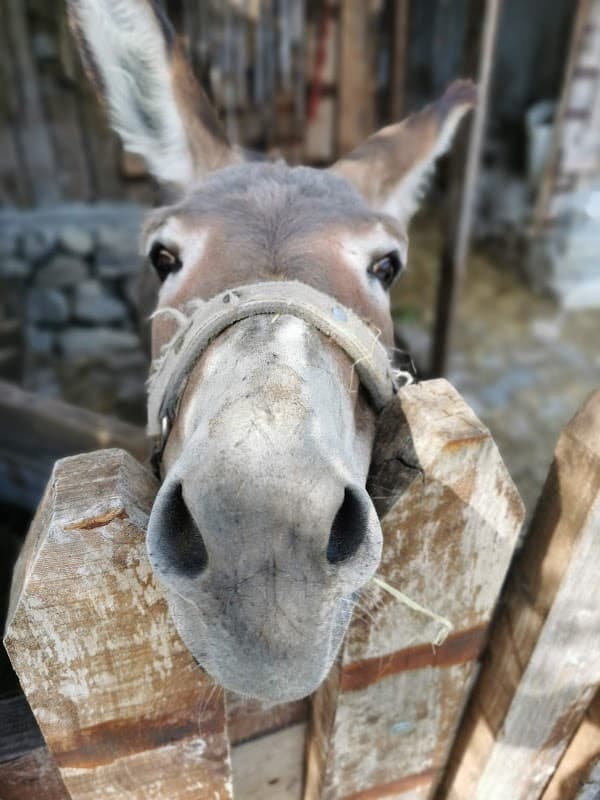 Immagine di Bio Fattoria Licineto a Chieti, Abruzzo