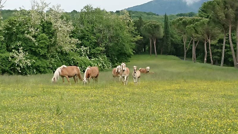 Uovo Friuli AZ. Agricola de angelis