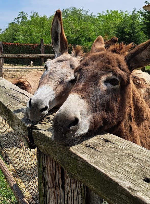 Immagine di Fattoria Didattica ASINOteca a Romano di Lombardia, Lombardia
