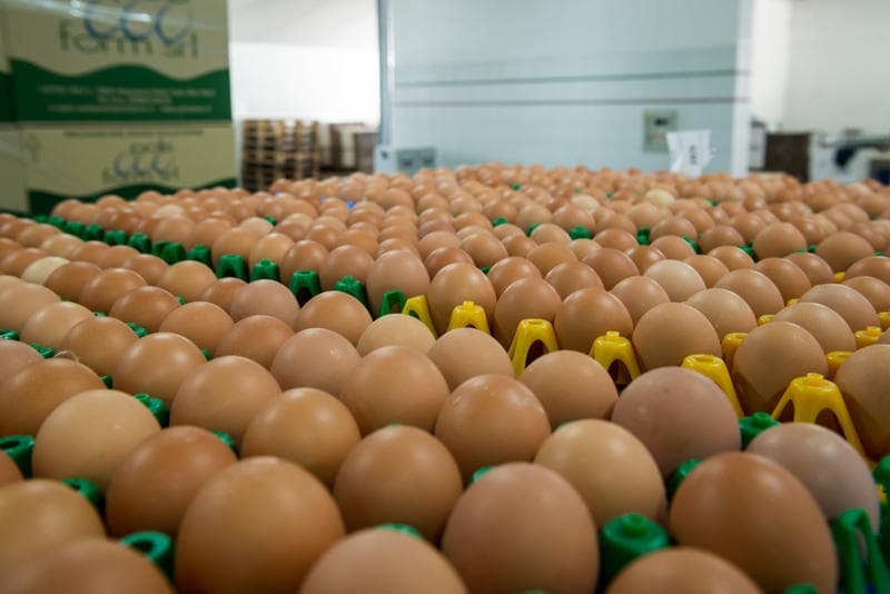 Immagine di Azienda Avicola Rattenuti a Misilmeri, Sicilia