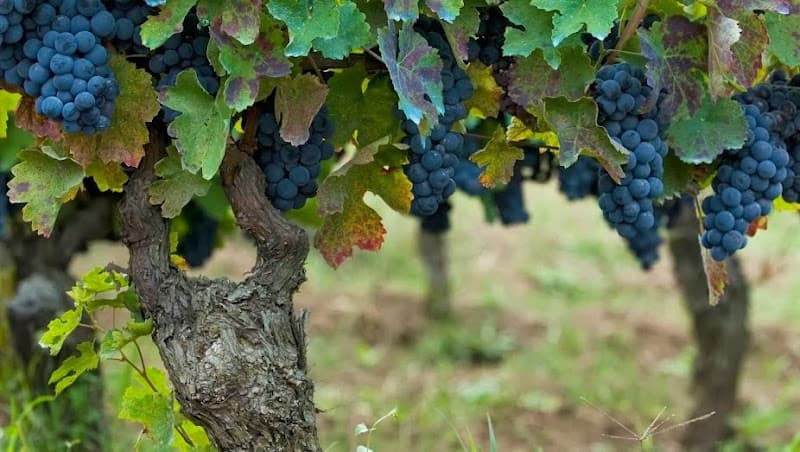 Immagine di Azienda Agricola Elena Fucci a Solagna, Veneto