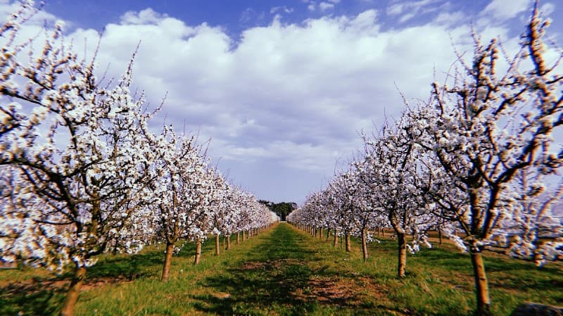 Immagine di Azienda Agricola Ermacora Giuseppe a Udine, Friuli-Venezia Giulia