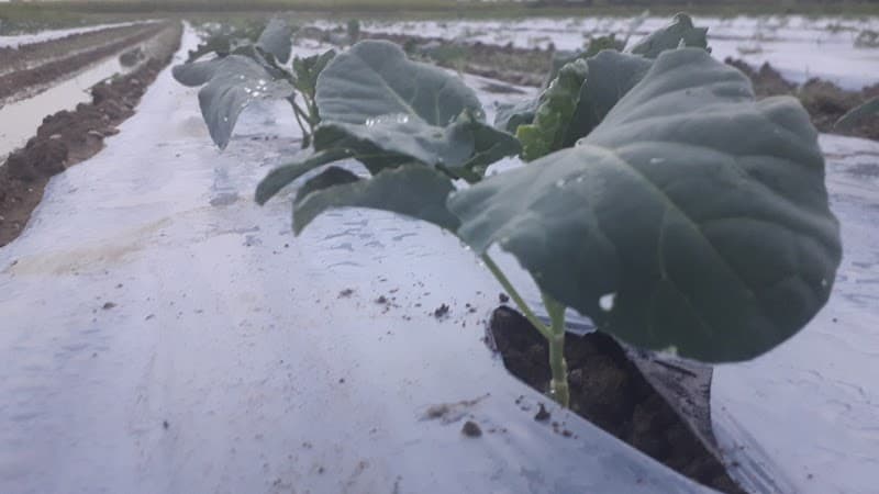 Immagine di Società Agricola San Rocco a San Rocco, Lombardia