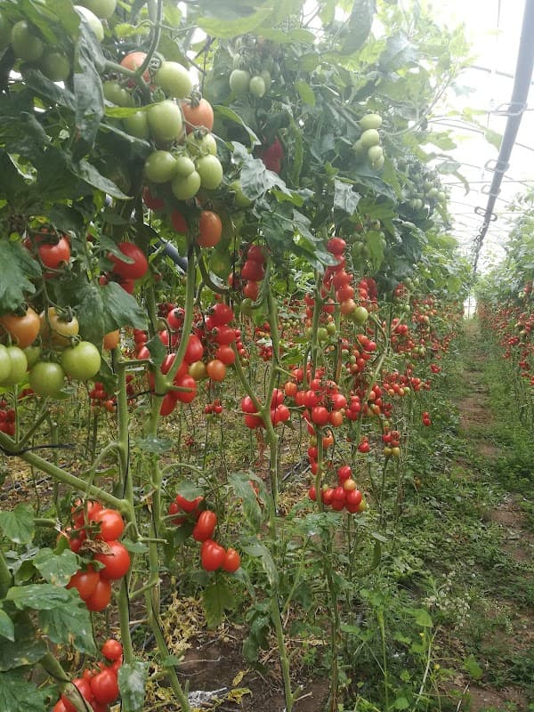 Immagine di Azienda agricola Mennella a Saviano, Campania