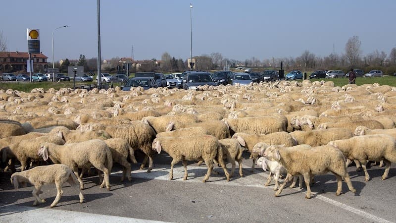 Az.Agricola Savoldelli Allevamento ovini