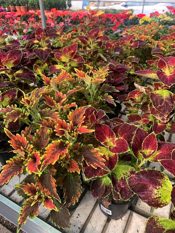 Immagine di Azienda agricola FlorCarla a Mogliano Veneto, Veneto