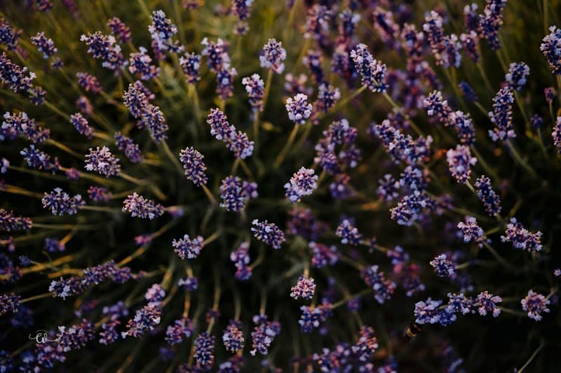 Immagine di Azienda Agricola BioMaggi a Mira, Veneto