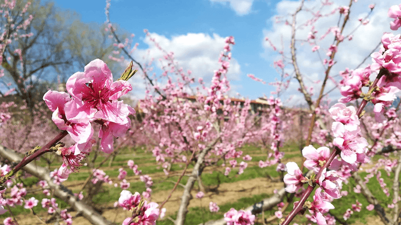 Agricola Fior di Frutta