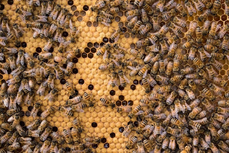 Immagine di AGRICOLA APPENNINO a Marola, Emilia-Romagna