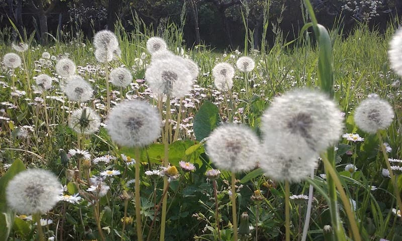Immagine di Azienda Agricola Lu Cavalire a Pineto, Abruzzo
