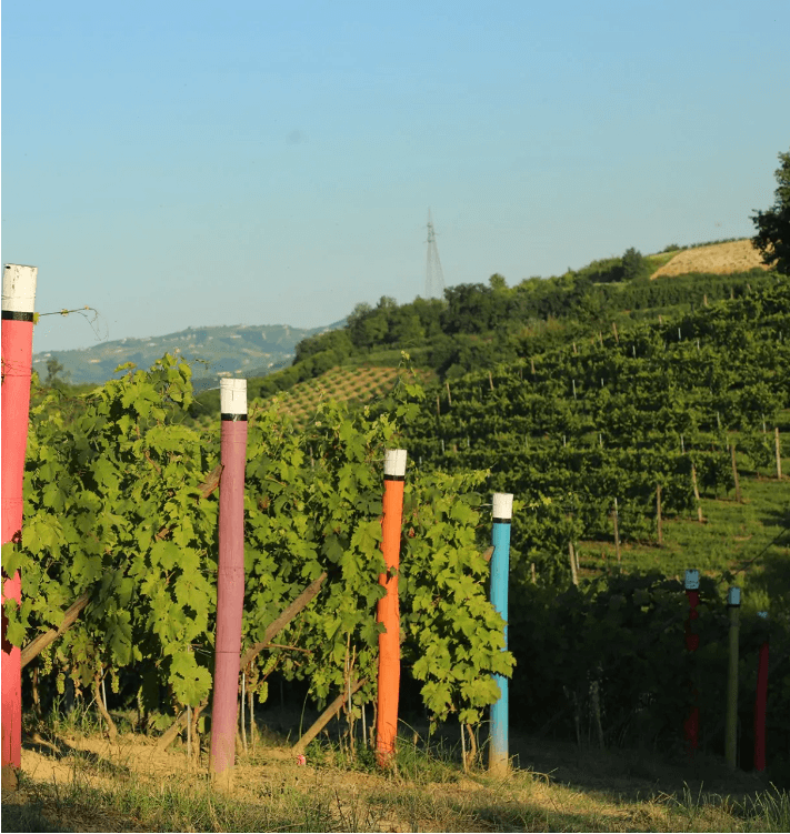 Immagine di Azienda Agricola Bosco Giovanna a Priocca, Piemonte