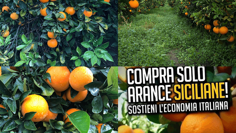 Immagine di Azienda Agricola Bio Pumilia a Villafranca Sicula, Sicilia