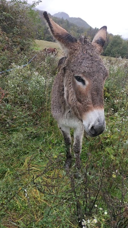 Immagine di PRATORGNET a Chambave, Valle d'Aosta
