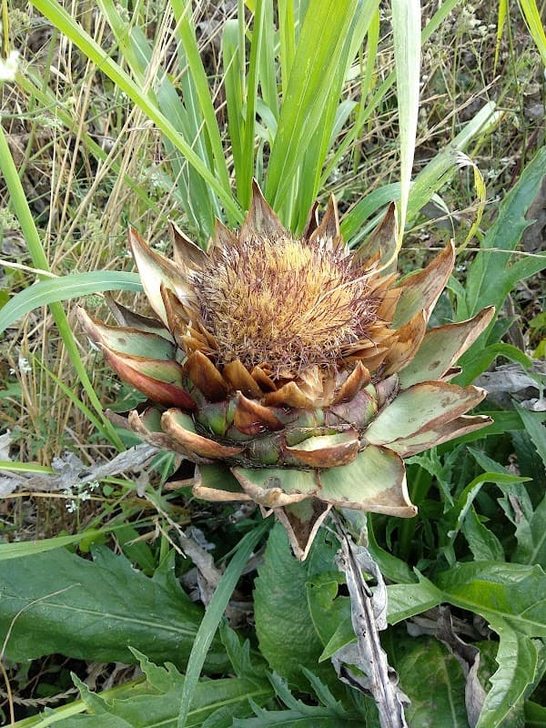 Immagine di Azienda Agricola "Le Cascine" a Perugia, Umbria