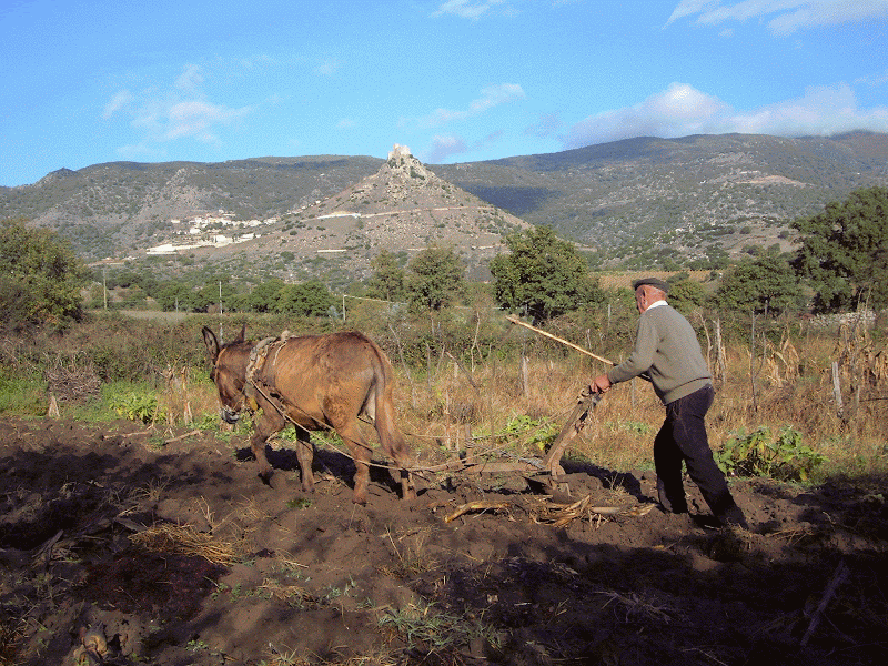 Immagine di Fattoria didattica “La Fonte” Burgos a Burgos, Sardegna