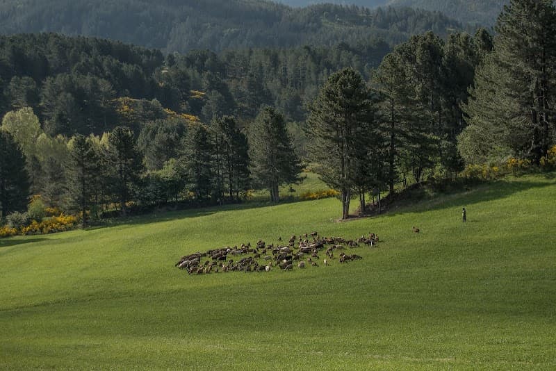 Immagine di Azienda Agricola BioSila a Acri, Calabria