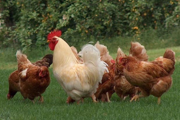 Immagine di Azienda Agricola La Vecchia Fattoria a Angri, Campania