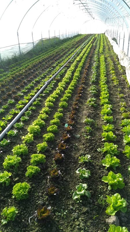 Immagine di Azienda agricola Bignami Mauro a Minerbio, Emilia-Romagna
