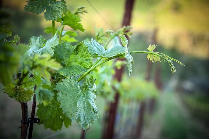 Immagine di Azienda Agricola D'Alesio ° Sciarr a Città Sant'Angelo, Abruzzo