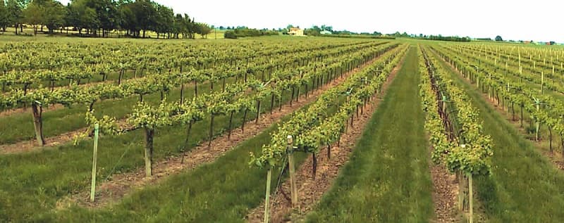 Immagine di Azienda Agricola Martelli a Castelfranco Emilia, Emilia-Romagna
