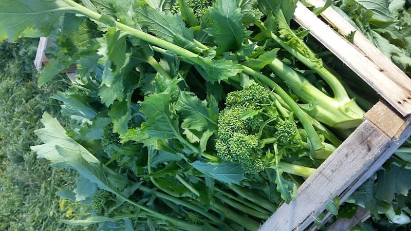 Immagine di Azienda agricola Romano Enzo a Tricarico, Basilicata