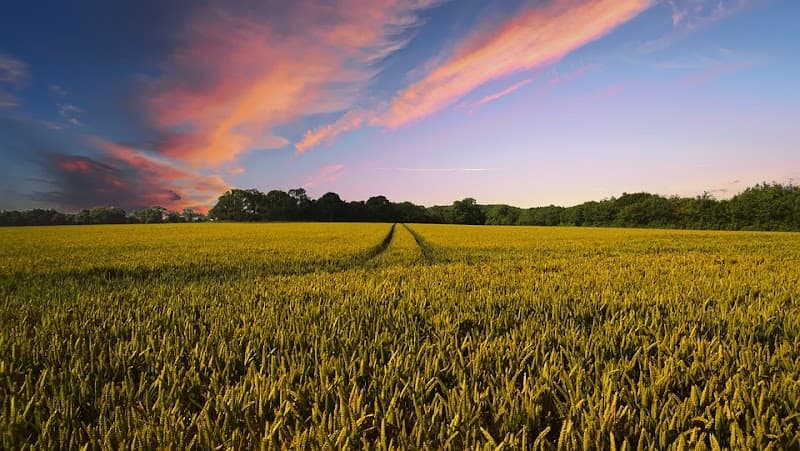 Immagine di Azienda Agricola Cabras Francesco a Quartu Sant'Elena, Sardegna