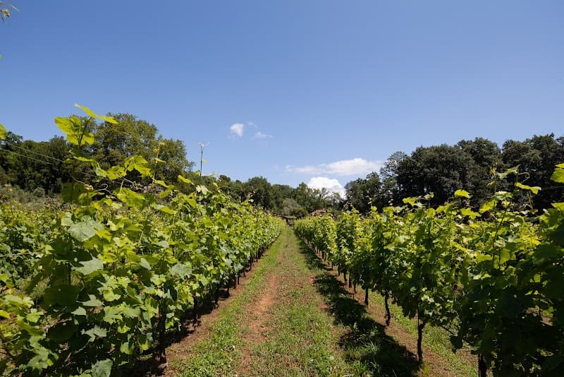 Immagine di Azienda Agricola Pian della Chiesa a Lerici, Liguria
