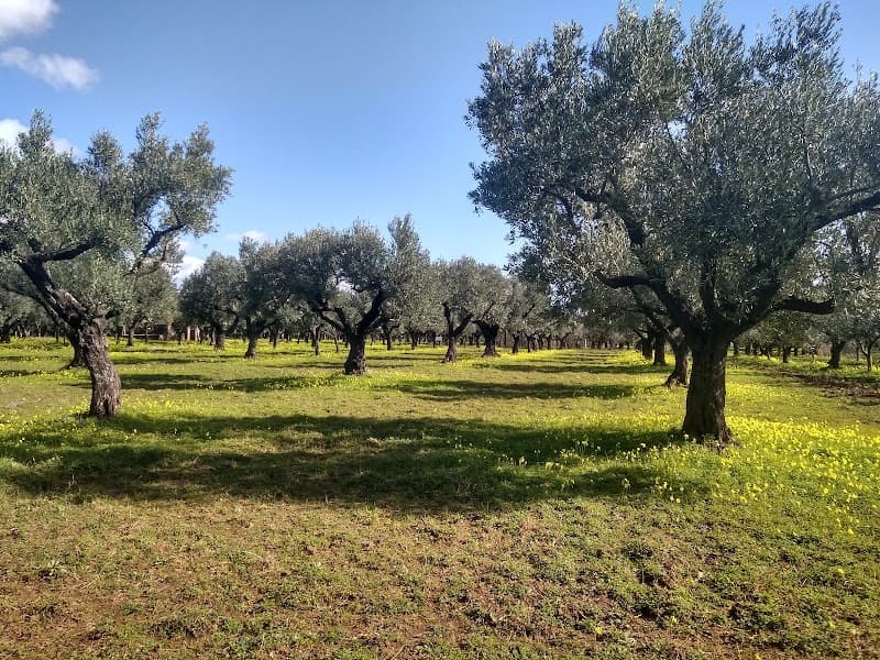 Immagine di Bosco Amatello Olio Extravergine d'oliva di Calabria a Roma, Lazio