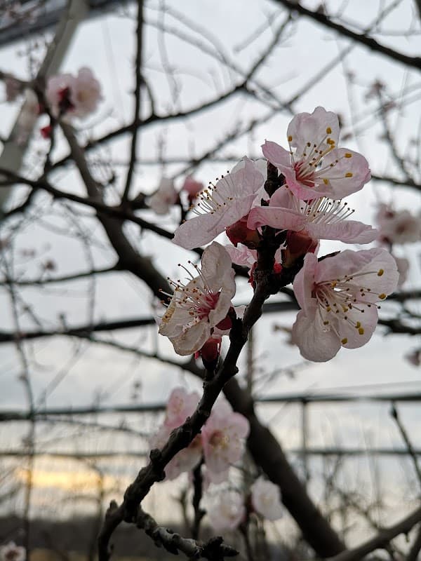 Immagine di Hortus di A. & O. Dal Grande - Società Agricola a Cascina Braghe-traversa, Lombardia