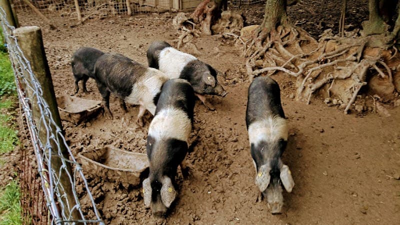 Immagine di Azienda Agricola Biologica Villa Magra a Santa Luce, Toscana