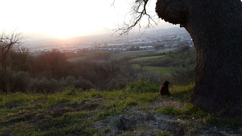 Immagine di Azienda Agricola Pierino Caramanico a San Giovanni Teatino, Abruzzo