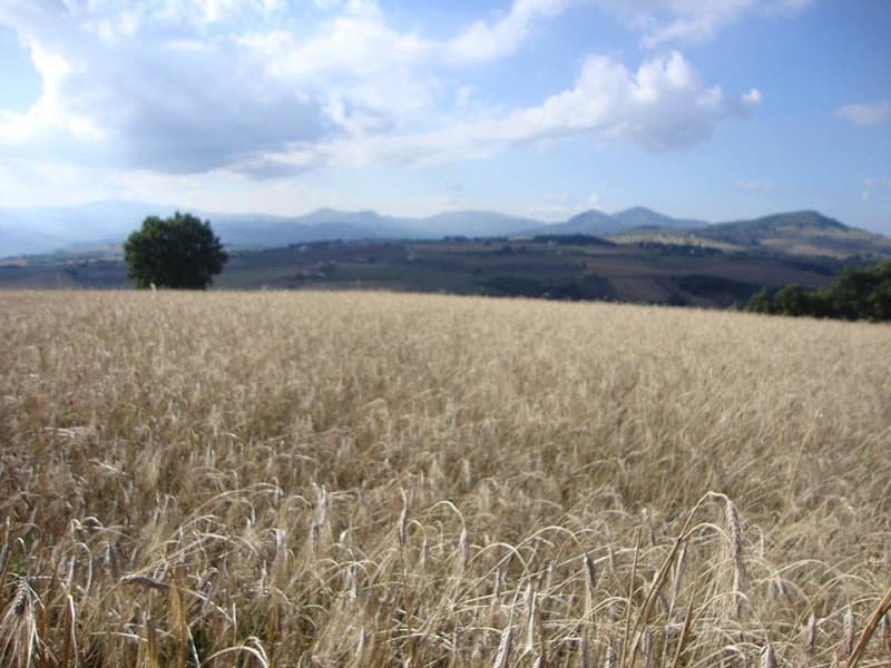 Immagine di Azienda Terra Madre a Campofreddo I, Molise