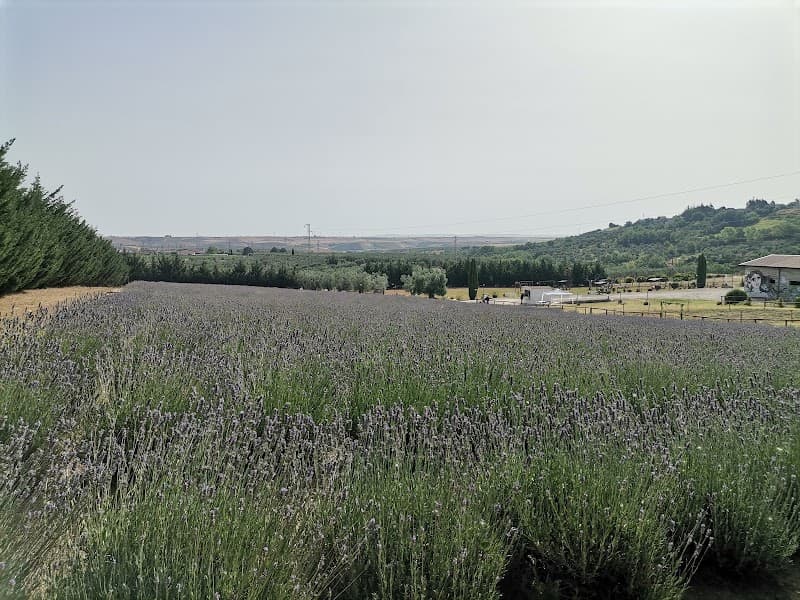 Immagine di Masseria Ferrenti Il lavandeto di Anna a Castelgrande, Basilicata