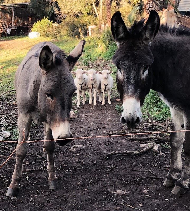 Immagine di Azienda agricola S’Istria a Alghero, Sardegna