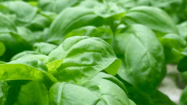 Immagine di Az. Agricola Cammelli Di Cammelli Luciano E C. S.S. a Firenze, Toscana